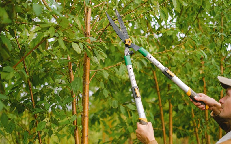 Certified arborist trimming a mature tree