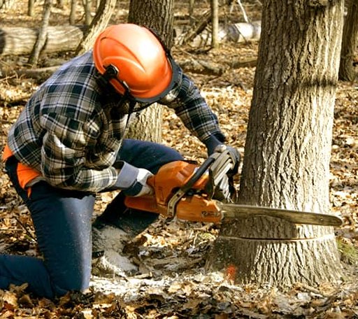 Tree care crew clearing branches from a residential property